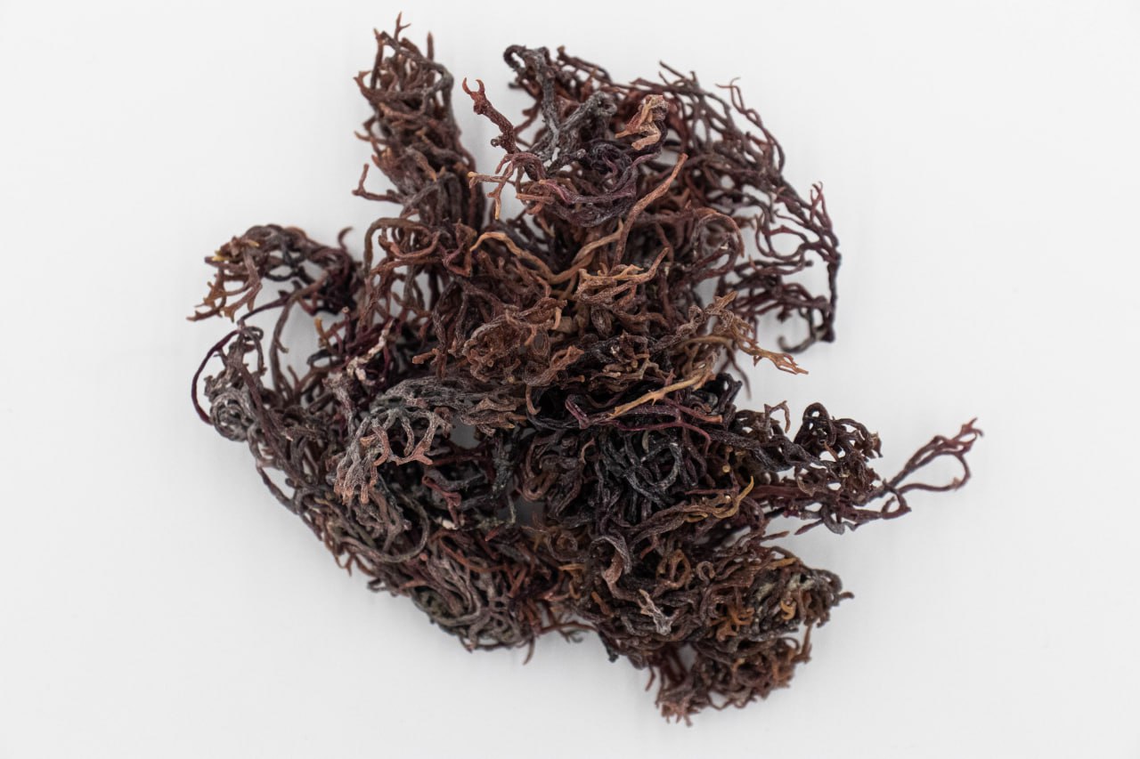 Coarse Sea Moss wildcrafted from the coast of Honduras